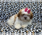 Small Photo #7 Zuchon Puppy For Sale in LAKELAND, FL, USA