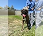 Small Mastiff Mix
