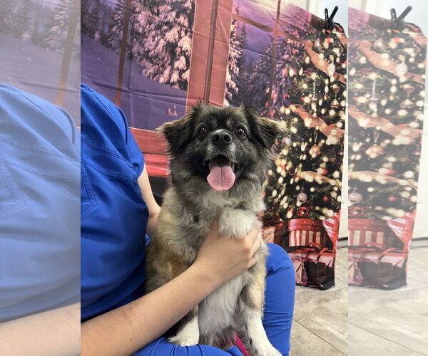 Medium Photo #3 Pominese Puppy For Sale in Valrico, FL, USA