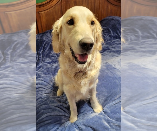 Medium Photo #1 Golden Retriever Puppy For Sale in VOORHEES, NJ, USA