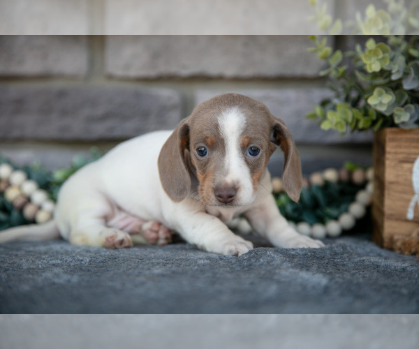 Medium Photo #10 Dachshund Puppy For Sale in TOPEKA, IN, USA