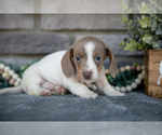 Small Photo #10 Dachshund Puppy For Sale in TOPEKA, IN, USA
