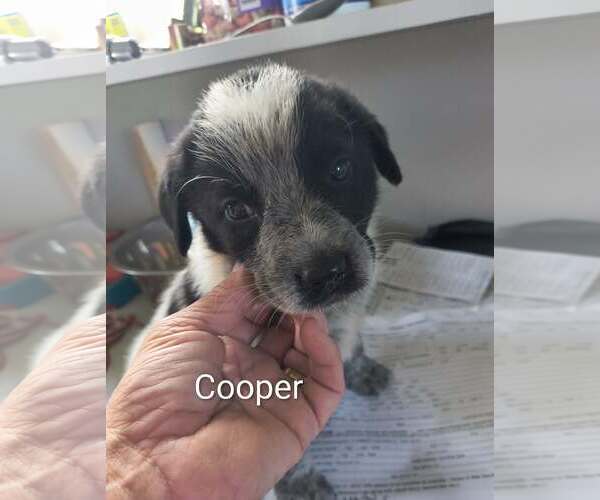 Medium Photo #1 Mutt Puppy For Sale in Stover, MO, USA