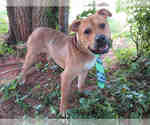 Small Mutt