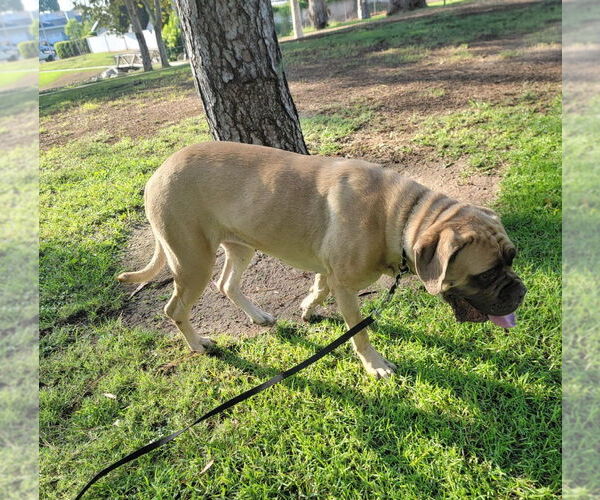 Medium Photo #2 Mastiff Puppy For Sale in Marina Del Rey, CA, USA