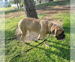 Small #1 Mastiff