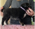Small Photo #5 Australian Shepherd Puppy For Sale in ELNORA, IN, USA