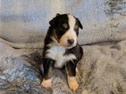 Small Photo #2 Australian Shepherd Puppy For Sale in GEORGETOWN, TN, USA