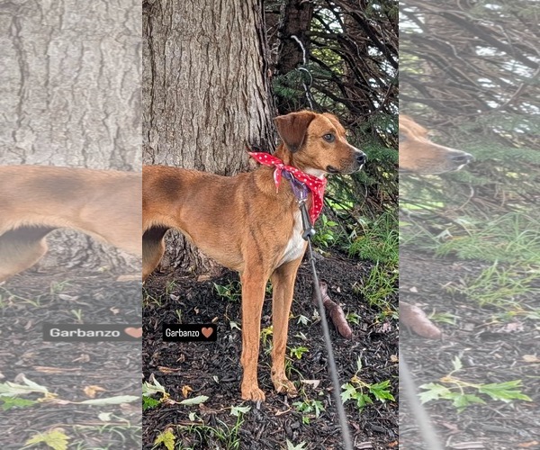 Medium Photo #2 Redbone Coonhound-Unknown Mix Puppy For Sale in Westwood, NJ, USA