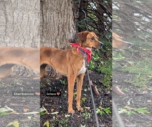 Barbie - Female Redbone Coonhound-Unknown Mix Dog for Adoption - Photo #2