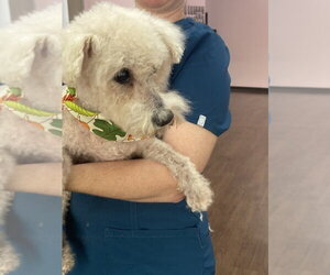 Cotton Ball - Male Bichon Frise Dog for Adoption - Photo #3