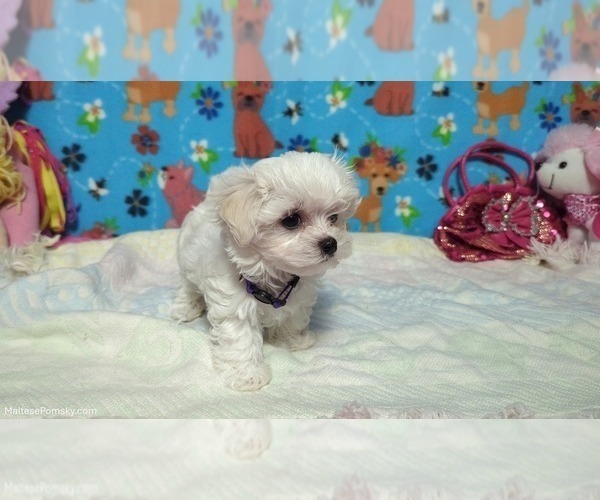 Medium Photo #4 Maltese Puppy For Sale in OCALA, FL, USA
