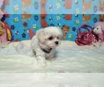 Small #3 Maltese