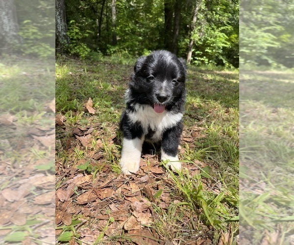 Medium Photo #2 Australian Shepherd Puppy For Sale in ELBERTON, GA, USA
