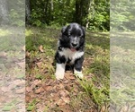 Small #1 Australian Shepherd