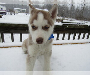 Siberian Husky Puppy for sale in EVANSVILLE, IN, USA