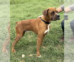 Small #1 Boxer