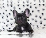 Small Photo #1 French Bulldog Puppy For Sale in LAGUNA BEACH, CA, USA
