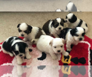 Shih Tzu Puppy for sale in STOWE, VT, USA