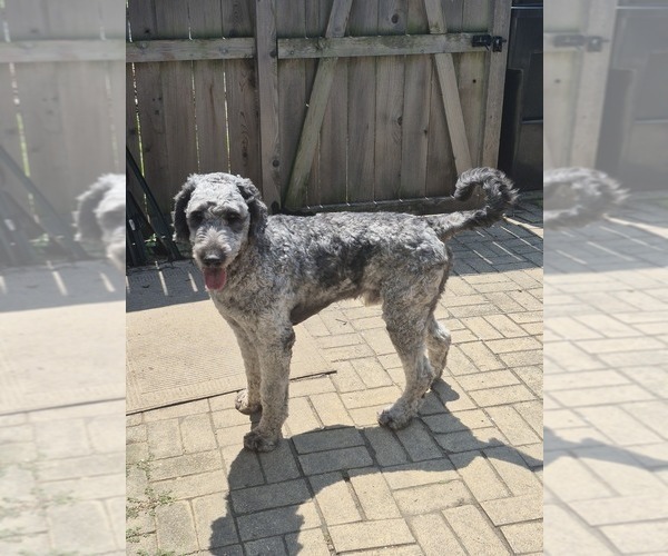 Medium Photo #2 Labradoodle Puppy For Sale in CHICAGO, IL, USA