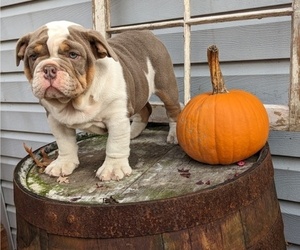 English Bulldog Puppy for sale in STEVENS, PA, USA