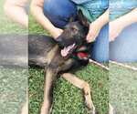 Small #4 German Shepherd Dog Mix