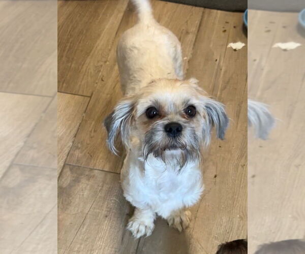 Medium Photo #1 Shih Tzu Puppy For Sale in Banning, CA, USA