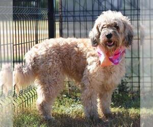 Medium Poodle (Standard) Mix