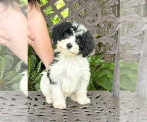 Cavapoo Puppy for Sale in NORTHFIELD, Minnesota USA