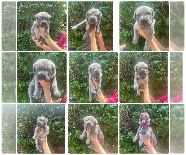 Medium Photo #1 Cane Corso Puppy For Sale in PALOS HEIGHTS, IL, USA