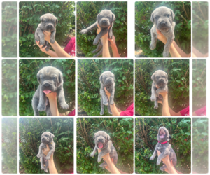 Cane Corso Puppy for sale in PALOS HEIGHTS, IL, USA