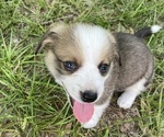 Image preview for Ad Listing. Nickname: Lil Joe