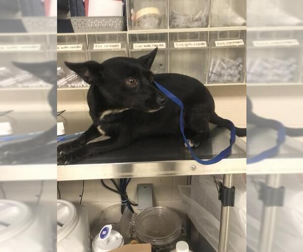 Medium Photo #1 Chihuahua-Unknown Mix Puppy For Sale in Conroe, TX, USA