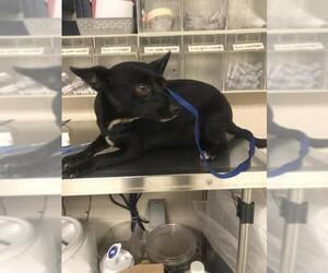 Chihuahua-Unknown Mix Dogs for adoption in Conroe, TX, USA