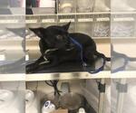 VELMA - Female Chihuahua-Unknown Mix Dog for Adoption - Small photo