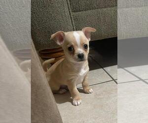 Chihuahua Puppy for sale in CAPE CORAL, FL, USA