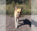 Small #1 German Shepherd Dog