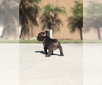 Small #4 French Bulldog