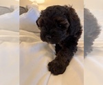 Small Photo #113 Miniature Bernedoodle Puppy For Sale in AUBURNDALE, FL, USA