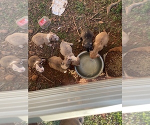 American Pit Bull Terrier Puppy for sale in BOILING SPRINGS, SC, USA