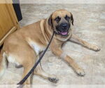 Small #1 Mastiff