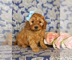 Cock-A-Poo-Poodle (Miniature) Mix Puppy for sale in KIRKWOOD, PA, USA