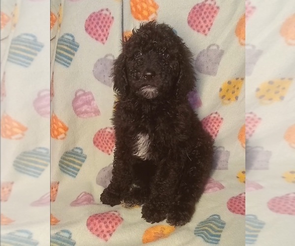 Medium Photo #1 Poodle (Standard) Puppy For Sale in STOUTLAND, MO, USA