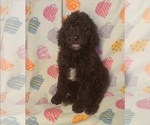 Small Poodle (Standard)