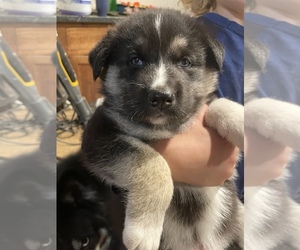 Alaskan Husky-German Shepherd Dog Mix Puppy for sale in COVENTRY, RI, USA