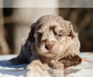 ShihPoo Puppy for sale in DYERSBURG, TN, USA