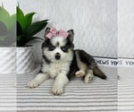 Small #3 Pomsky