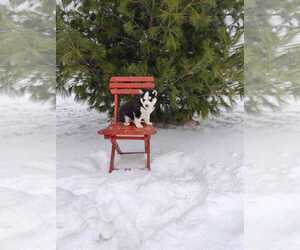 Medium Siberian Husky