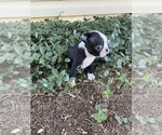 Small #4 Boston Terrier
