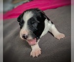 Puppy J    Jae Border Collie-Papillon Mix